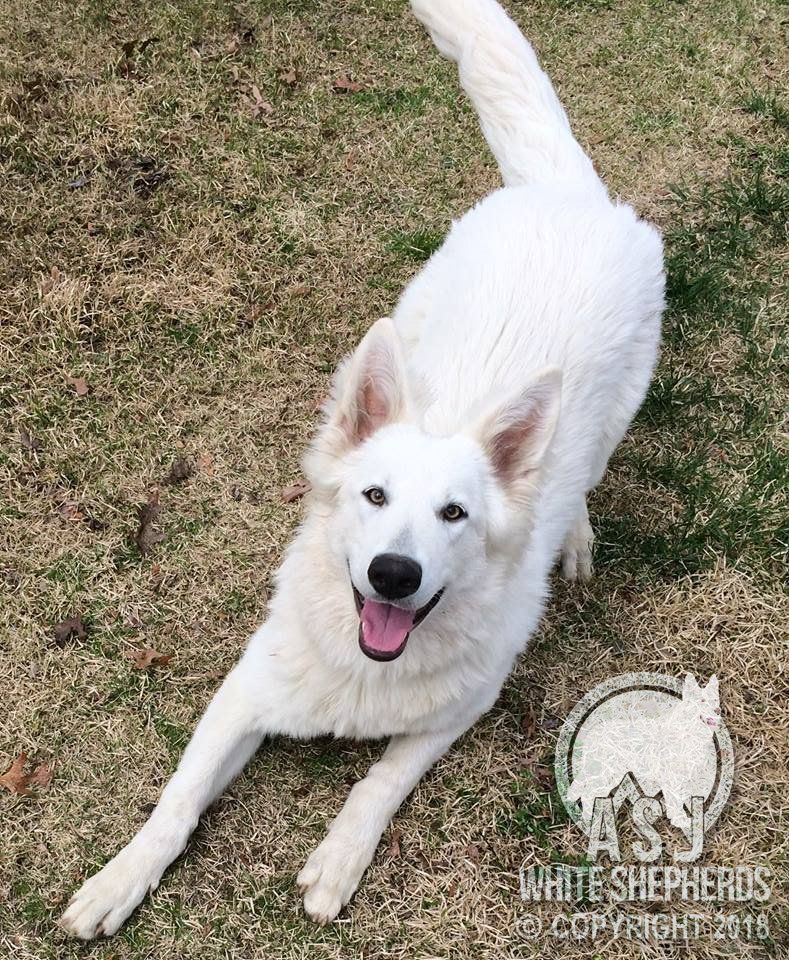 White dog, possibly a White Shepherd, lying down, looking at the camera with a happy expression.