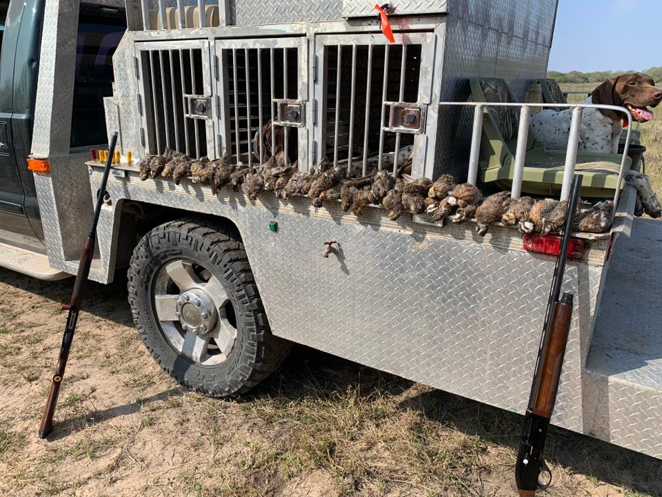 Mexico Quail Hunting