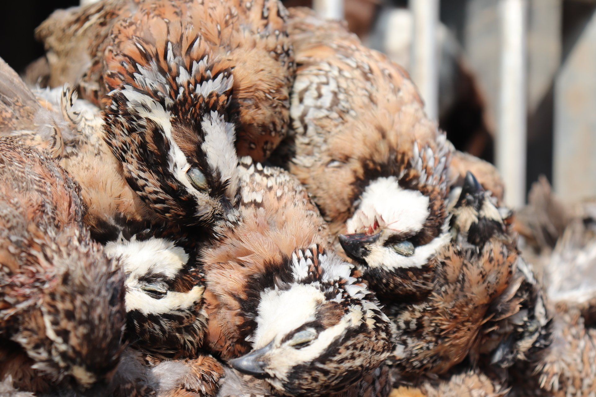 Mexico Quail Hunts