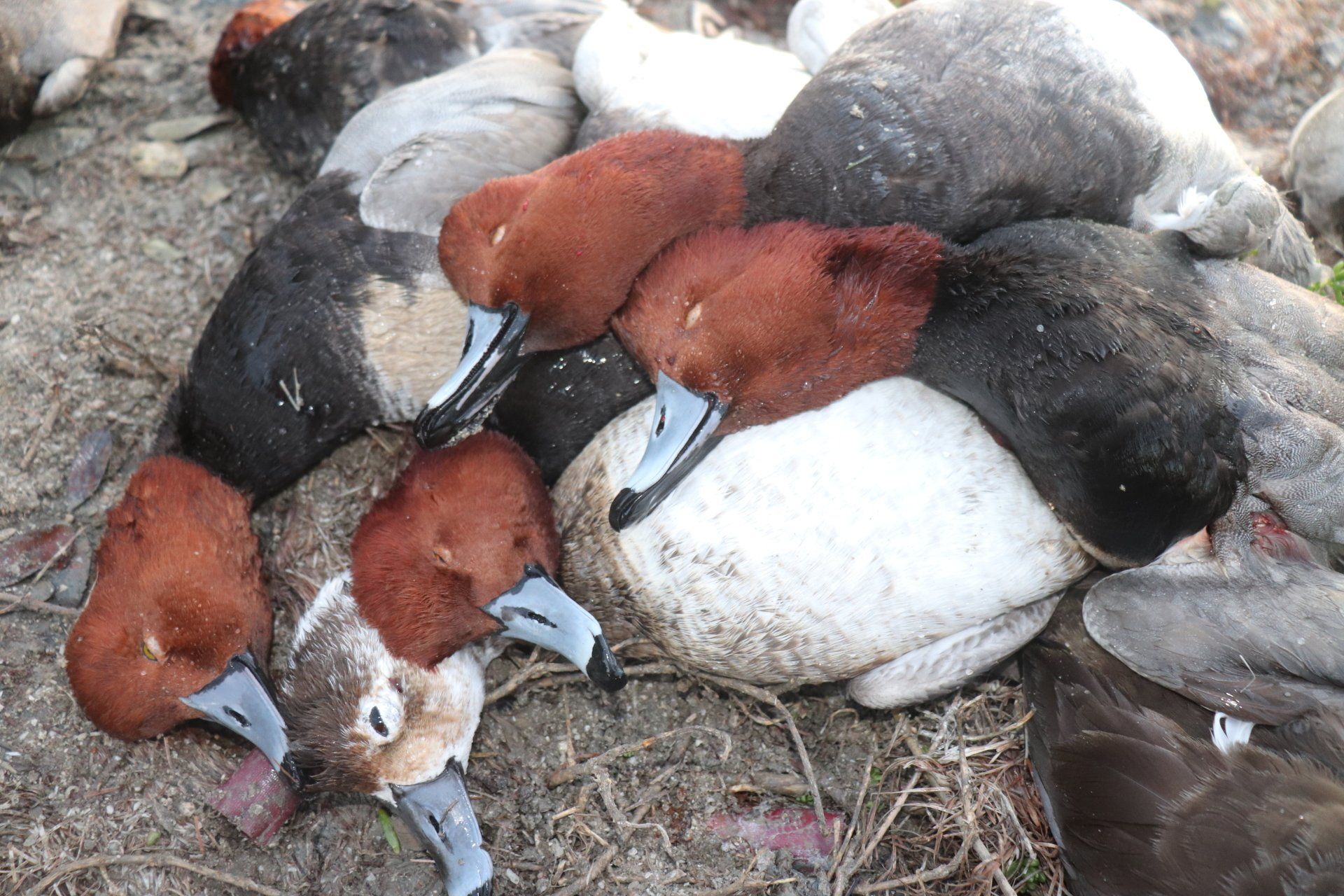 Mexico Duck Hunting