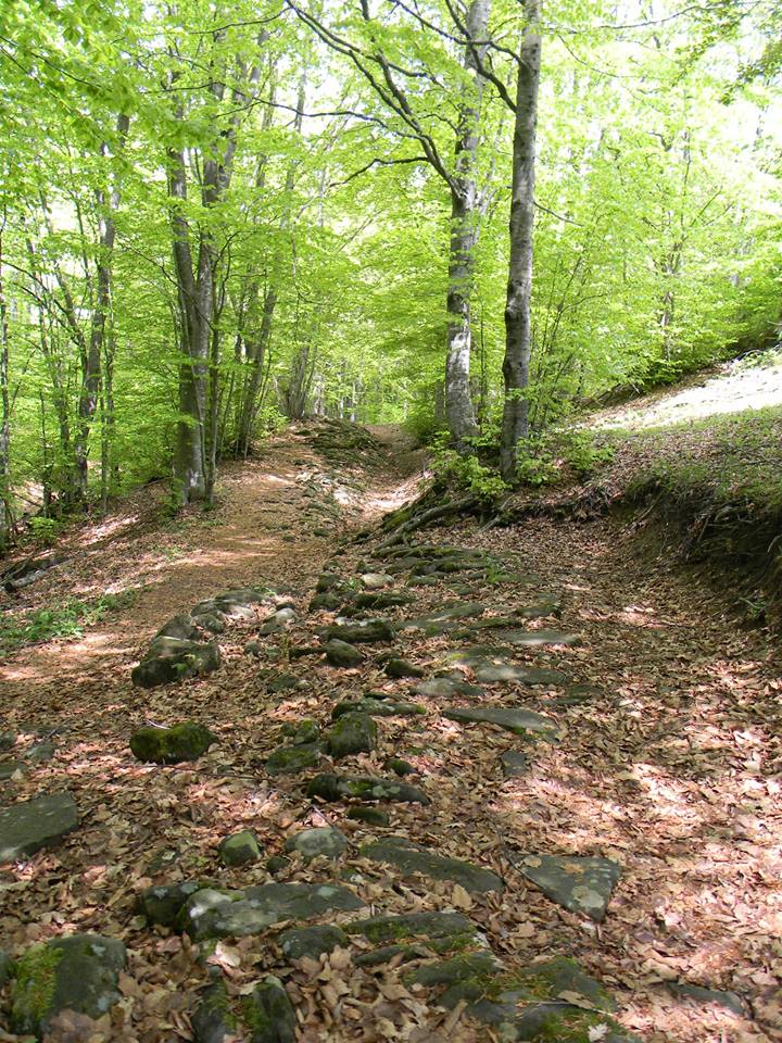 Un sentiero di pietre in mezzo a una foresta circondato da alberi e foglie.