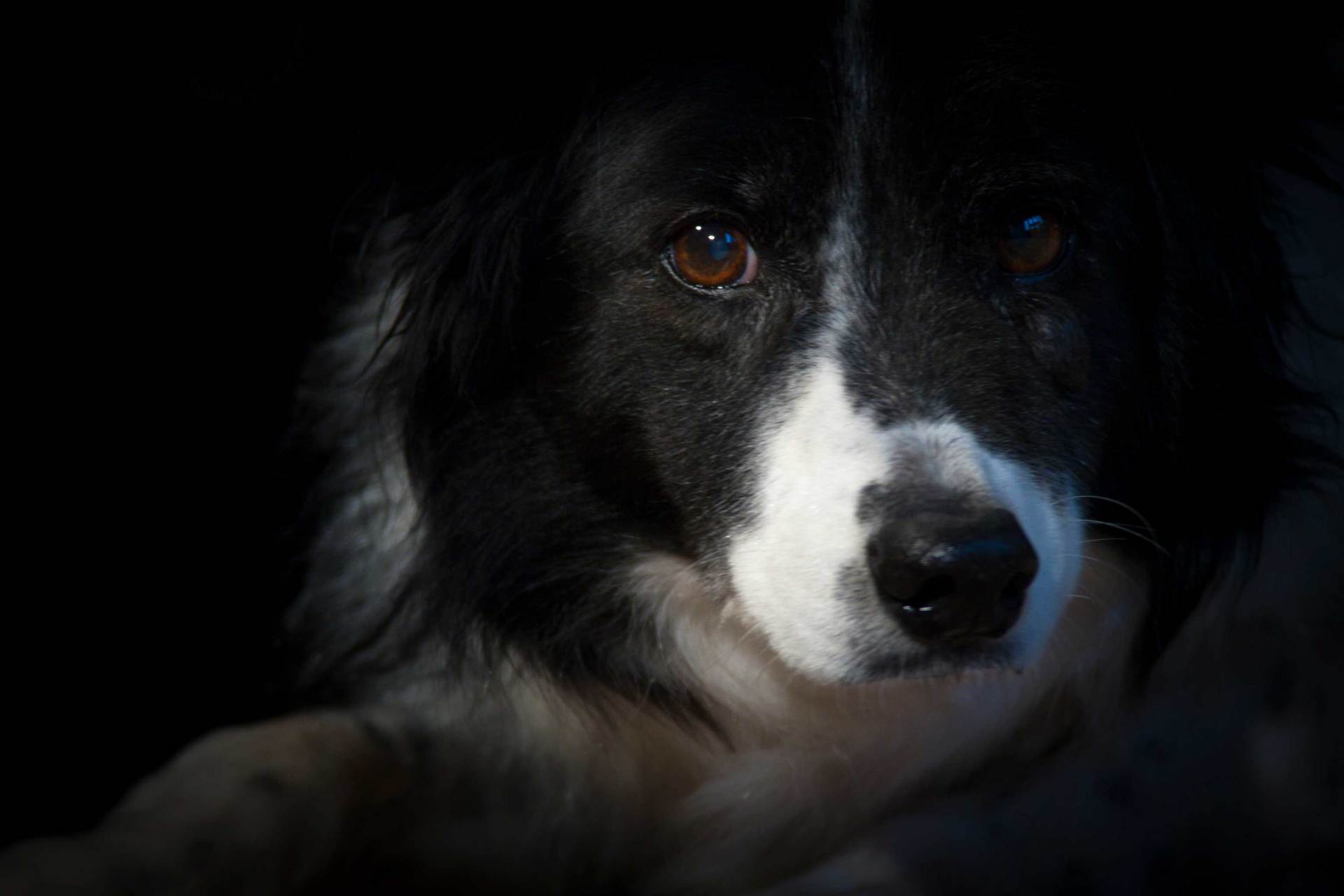 pets photography and video by johnjoe Hampshire Berkshire