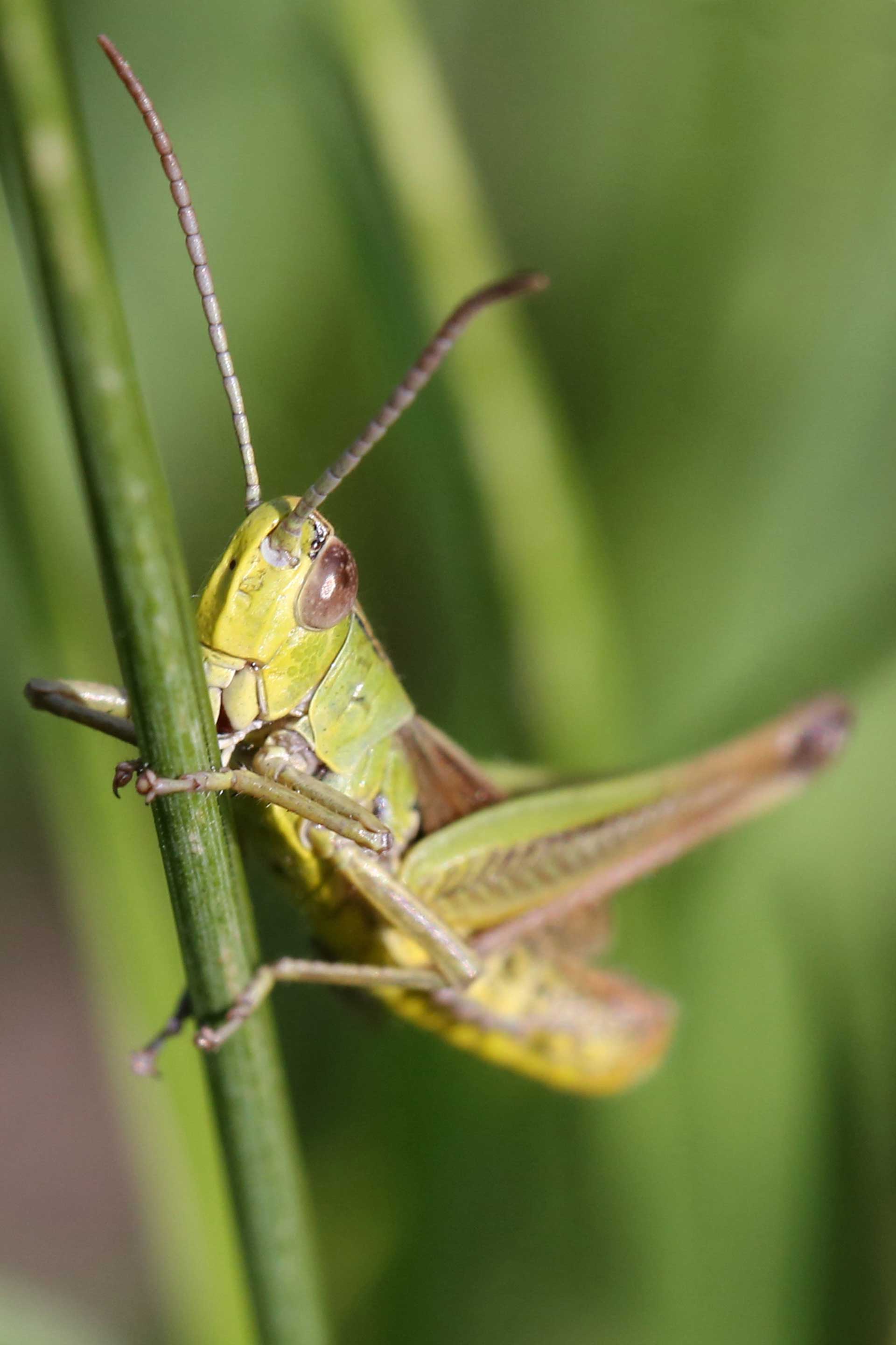 Macro photography and video by johnjoe in Hampshire Berkshire