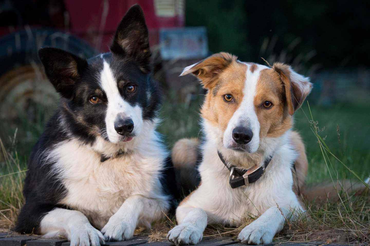 pets photography and video by johnjoe Hampshire Berkshire