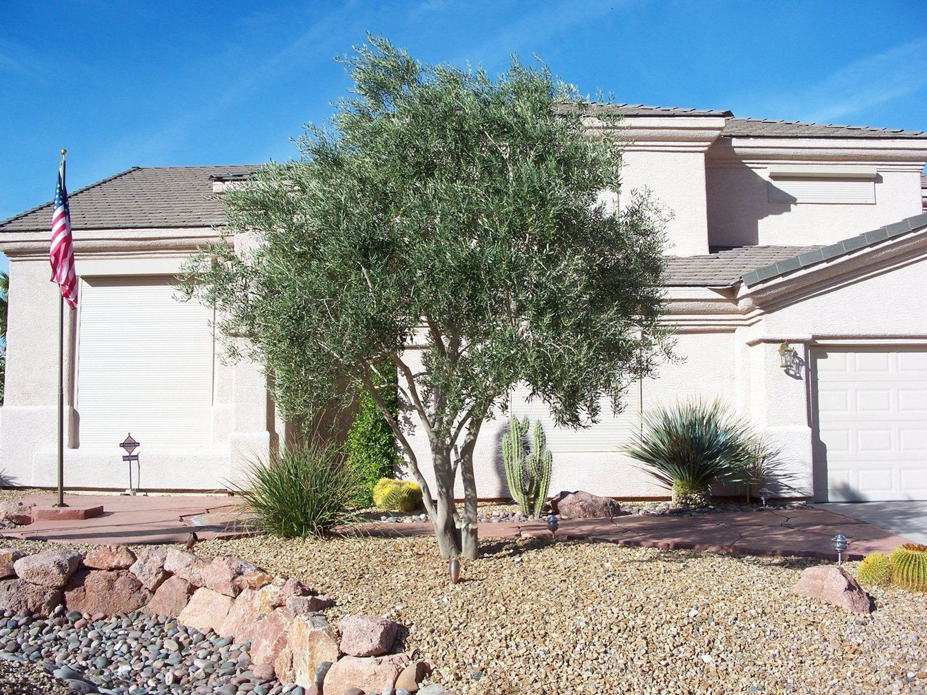 After Tree Service — Las Vegas, NV — Henrie Tree Service