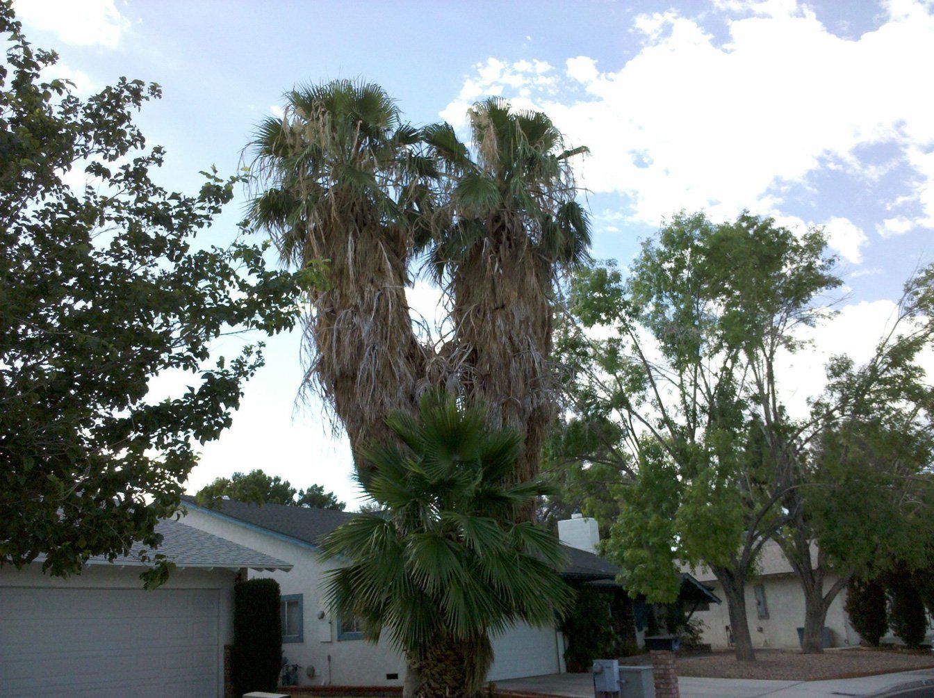 Before Trimming Service — Las Vegas, NV — Henrie Tree Service