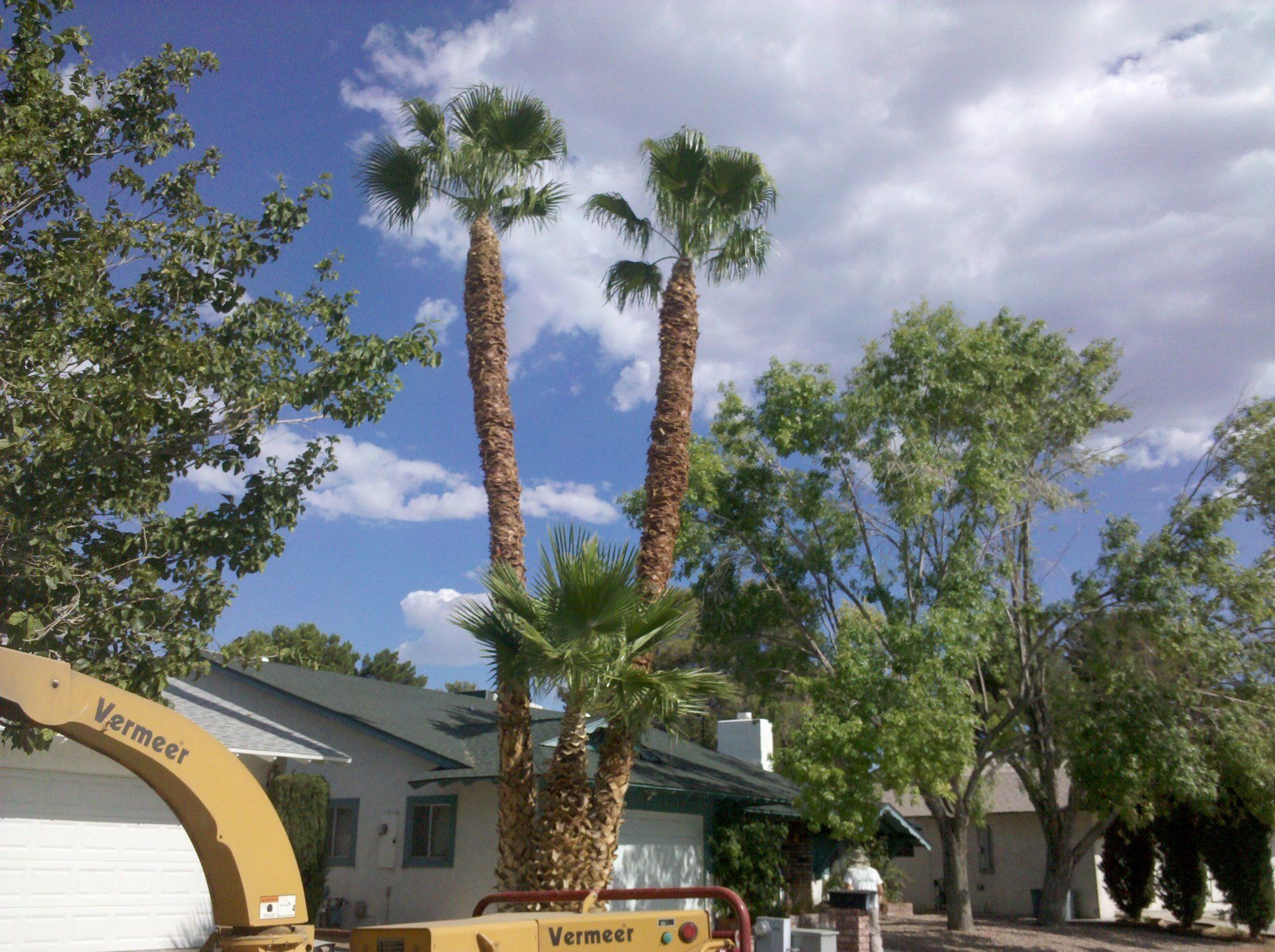 Palm Trimming — Two Tall Palm Tree in Las Vegas, NV