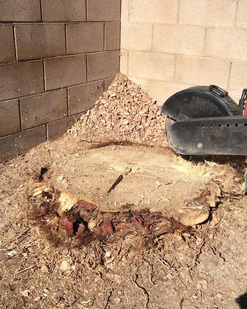 Before Tree Service — Las Vegas, NV — Henrie Tree Service