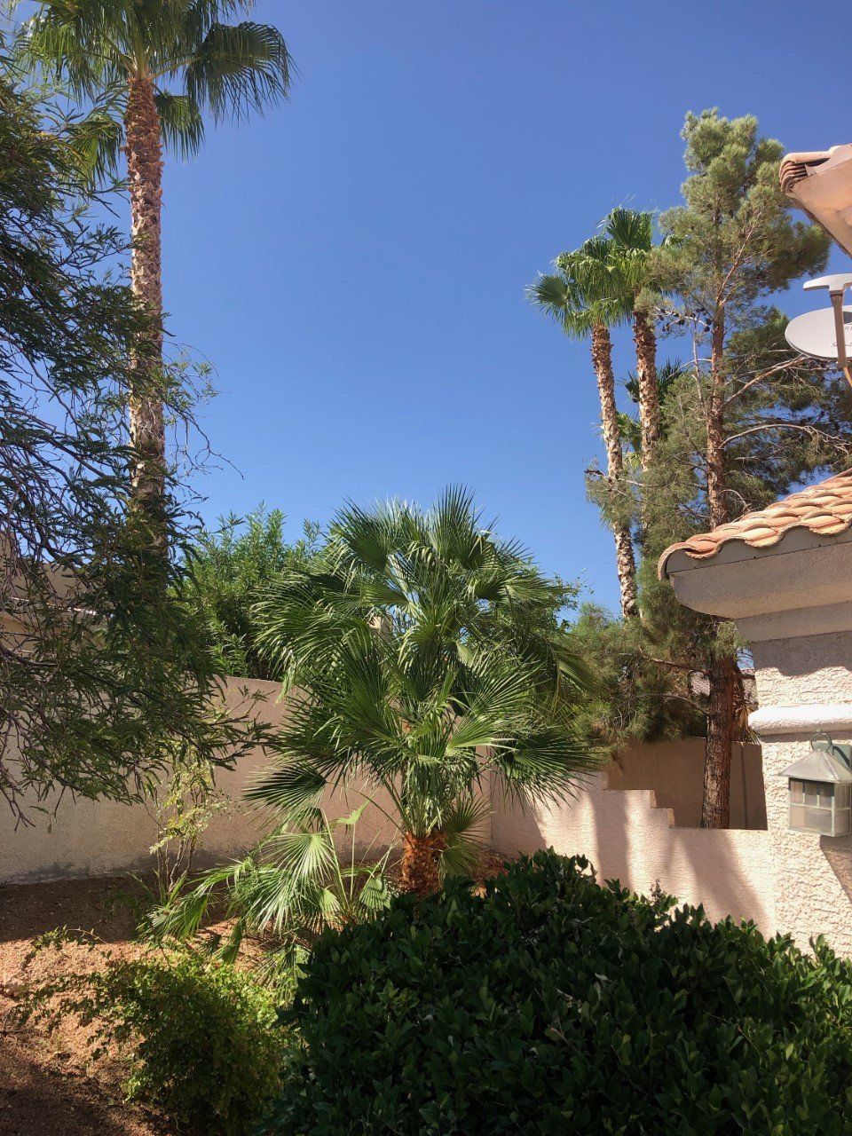 After Tree Service — Las Vegas, NV — Henrie Tree Service