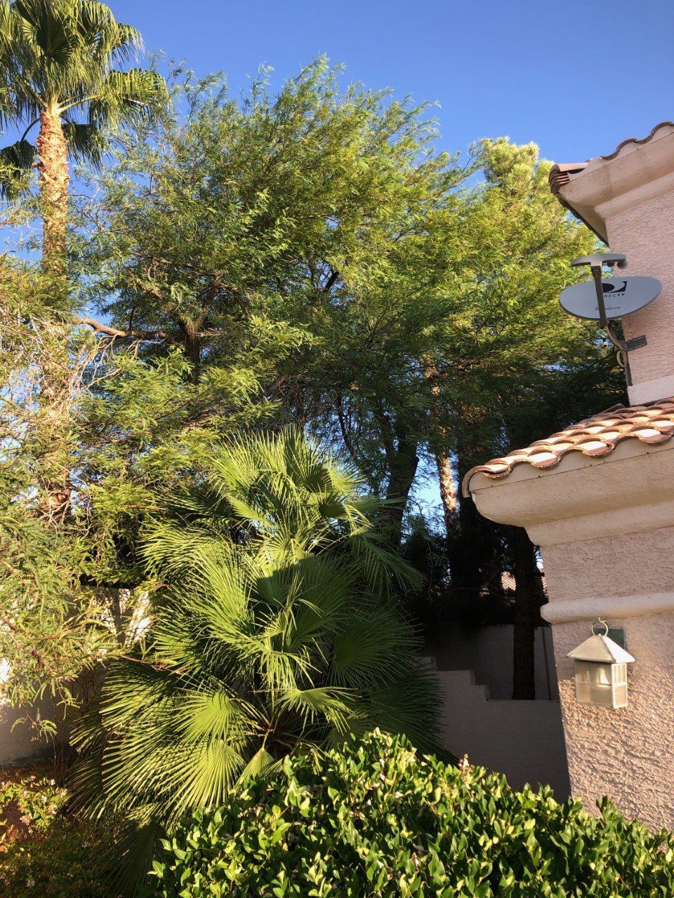 Before Tree Service — Las Vegas, NV — Henrie Tree Service
