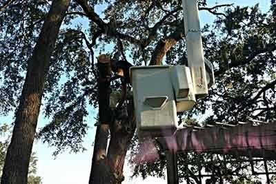 Tree Care — Man Cutting a Tree in Savannah, GA Tree trimmer in a bucket lift cutting branches from a large tree against a blue sky.