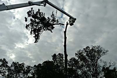 Tree Maintenance — Man in a Crane Cutting a Tall Tree in Savannah, GA Tree being trimmed by a bucket truck against a cloudy sky.
