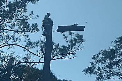 Tree Trimming — Man on the Top of a Tree in Savannah, GA Arborist in tree, cutting large branch. Blue sky, trees in background.