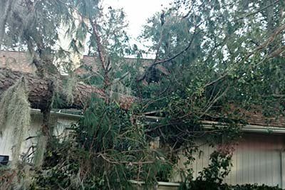 Fallen tree on a house roof, branches covering the building.