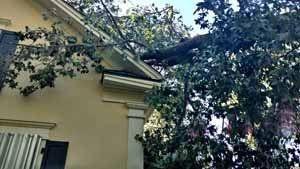 Tree branch fallen on a house's roof, partially obscuring the structure; sunny day.