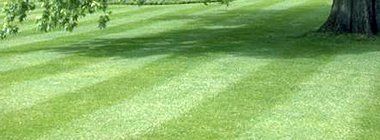 fresh cut field