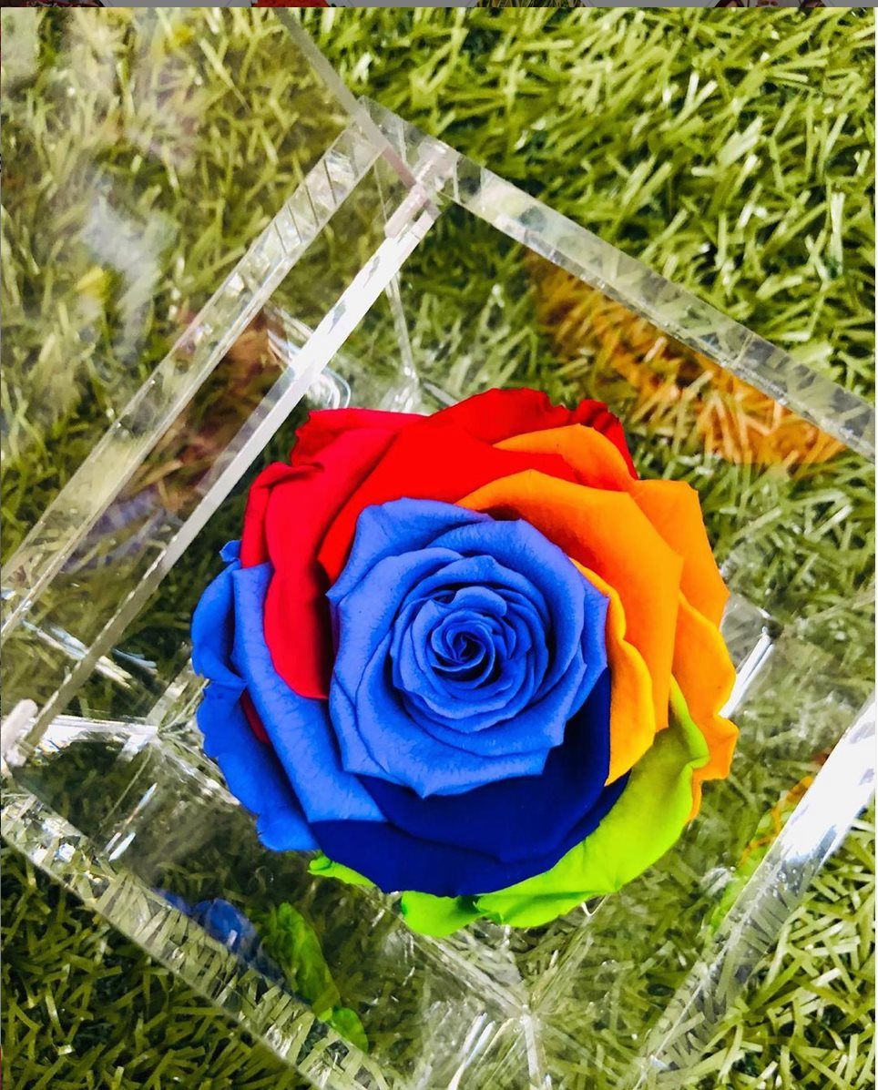 rosa stabilizzata