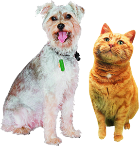 pet kennel, boarding kennel south wales, south wales, pet boarding, pet boarding south wales, cattery, dog kennel, boarding kennel, boarding catteries, kennel cattery - South Wales - Springfield Boarding Kennels - Dog and cat pet kennel, boarding kennel south wales, south wales, pet boarding, pet boarding south wales, cattery, dog kennel, boarding kennel, boarding catteries, kennel cattery - South Wales - Springfield Boarding Kennels - Dog and cat