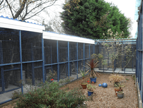 pet kennel, boarding kennel south wales, south wales, pet boarding, pet boarding south wales, cattery, dog kennel, boarding kennel, boarding catteries, kennel cattery - South Wales - Springfield Boarding Kennels - dog running in field pet kennel, boarding kennel south wales, south wales, pet boarding, pet boarding south wales, cattery, dog kennel, boarding kennel, boarding catteries, kennel cattery - South Wales - Springfield Boarding Kennels - dog running in field