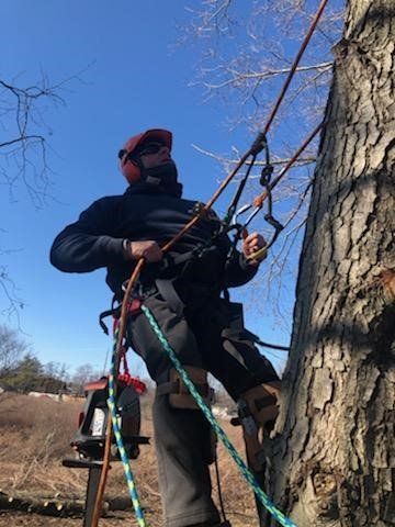 Tree Care Climber — Ludlow, IL — Johnson Tree Care Tree Care Climber — Ludlow, IL — Johnson Tree Care