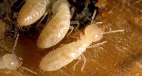 Infestation Report ─ Ants In East End Infestation Report ─ Ants In East End