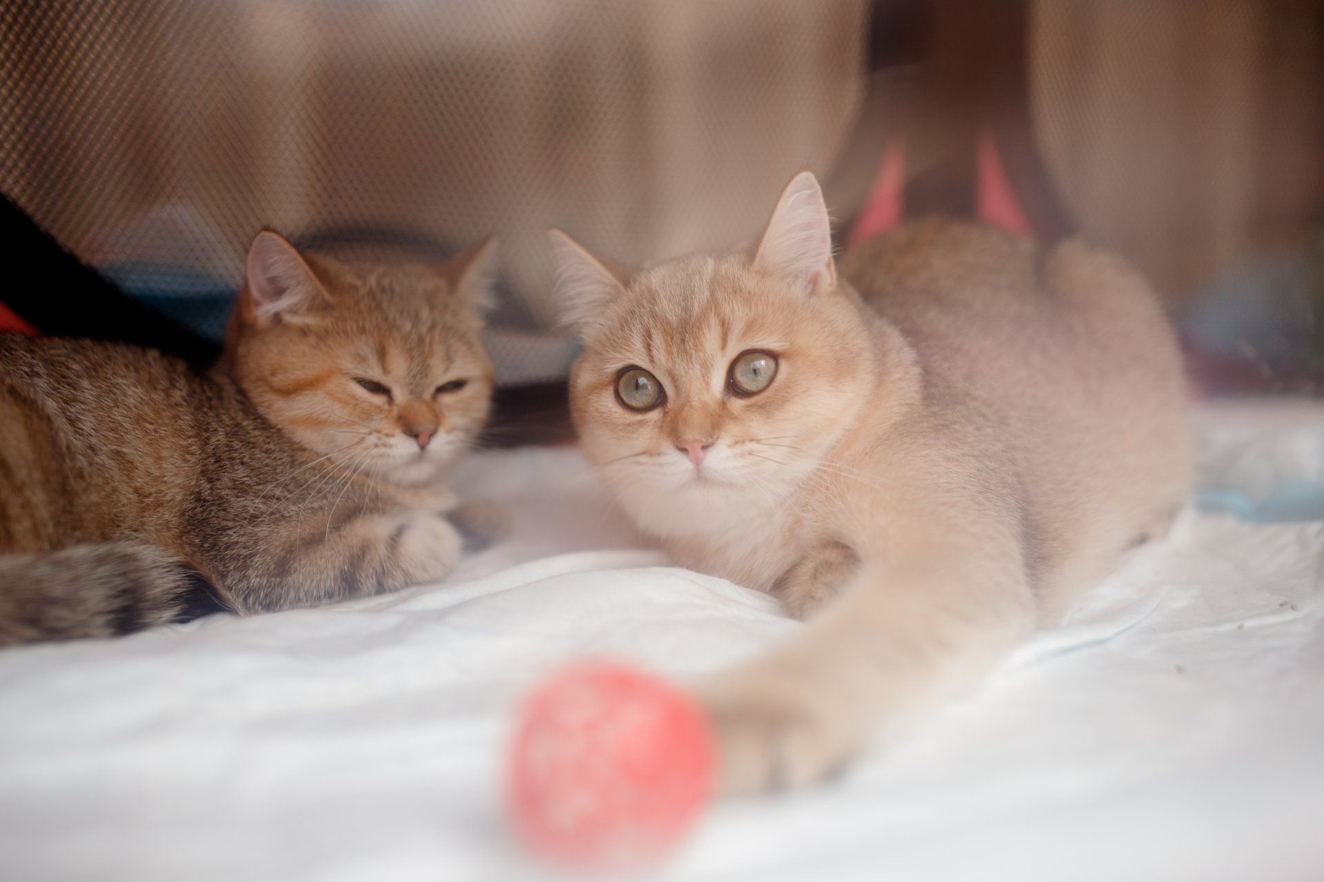 Cat's Shelter