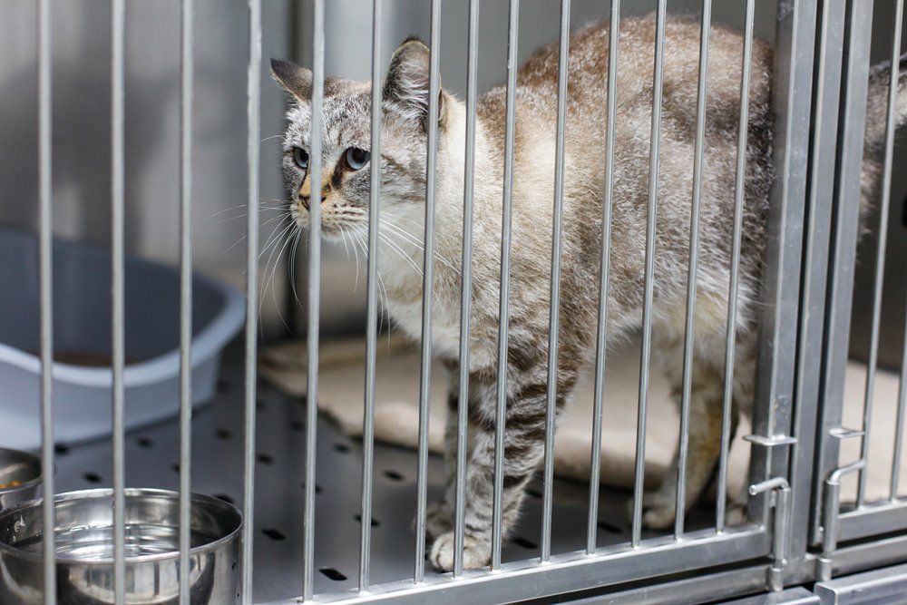 Feline Isolation Shelter