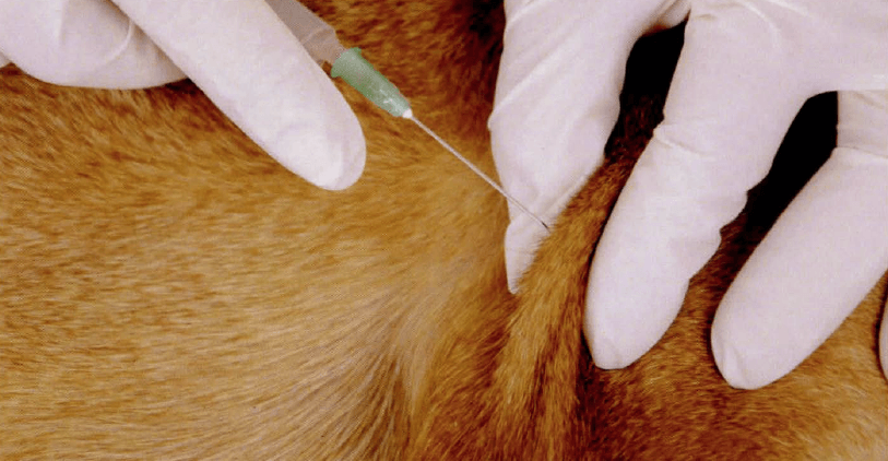 Sharps Terminator® is specially designed to help reduce costs and help reduce risk for veterinarian practices Sharps Terminator® is specially designed to help reduce costs and help reduce risk for veterinarian practices