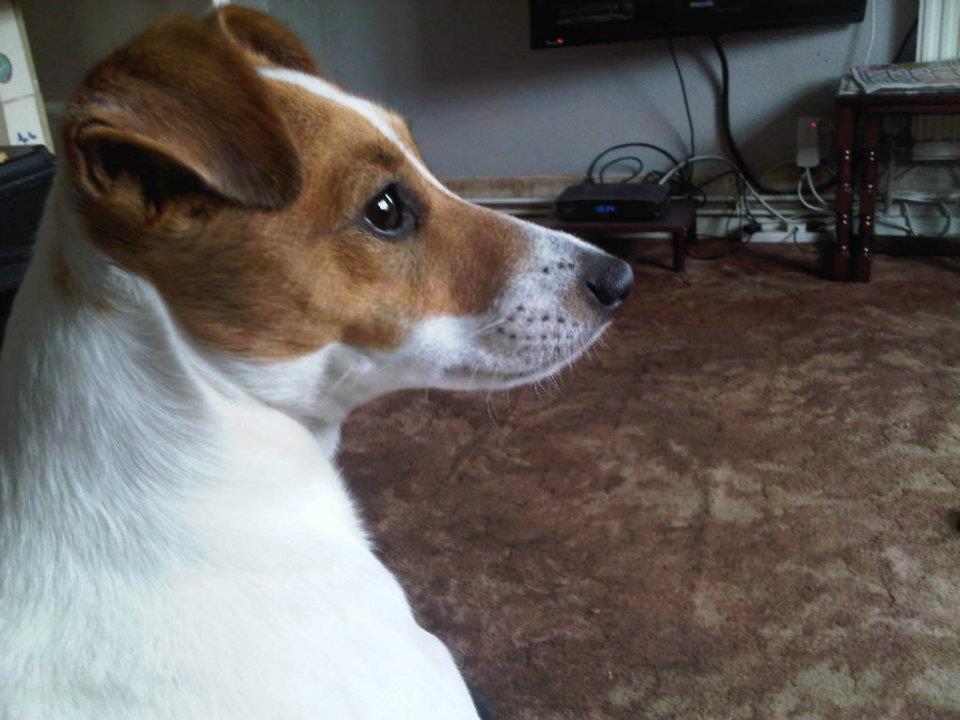 dog care services
