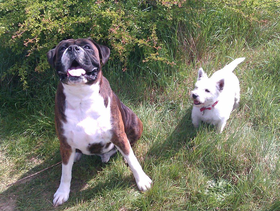 dog care services