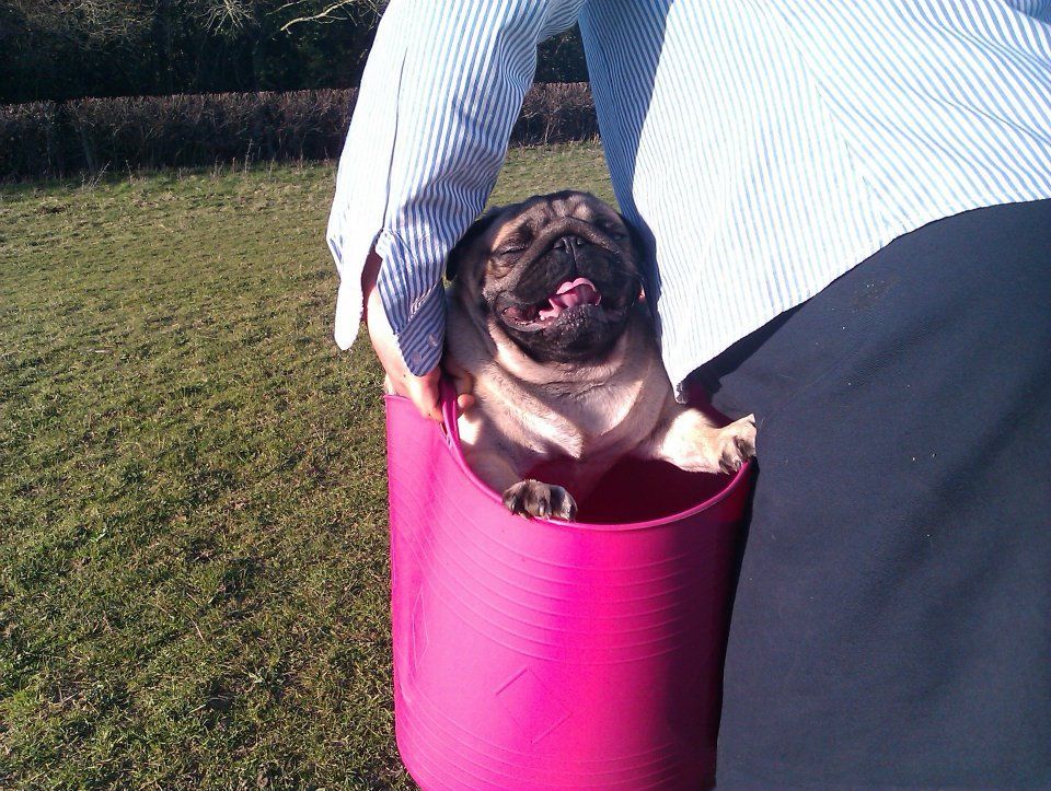 dog care services