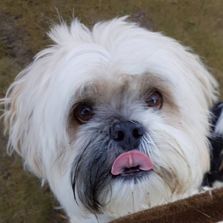 dog care services
