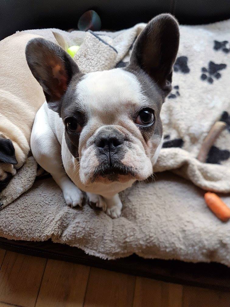 dog care services