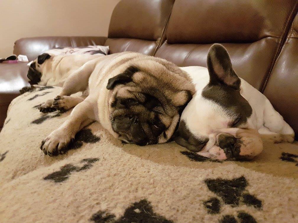 dog care services