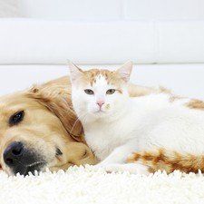 Friendship of dog and cat- resting together.