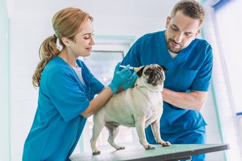 Cat and Dog - Pet Vaccinations Cat and Dog - Pet Vaccinations