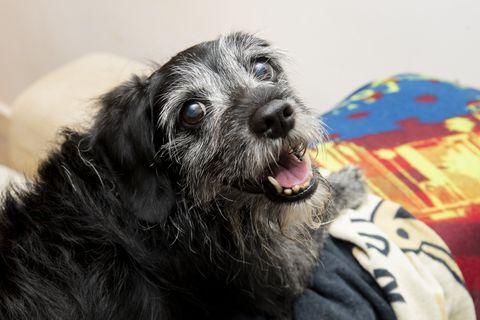 Cat and Dog - Pet Vaccinations Cat and Dog - Pet Vaccinations