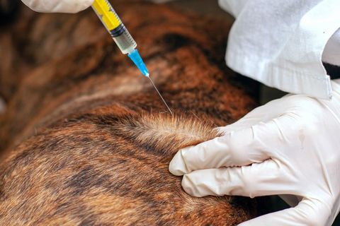 Cat and Dog - Pet Vaccinations Cat and Dog - Pet Vaccinations