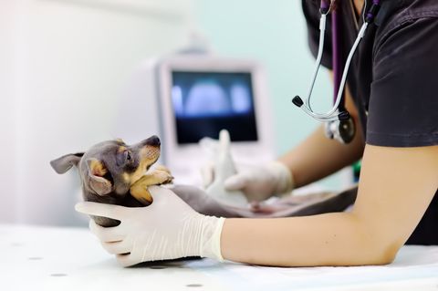 Cat and Dog - Pet Vaccinations Cat and Dog - Pet Vaccinations