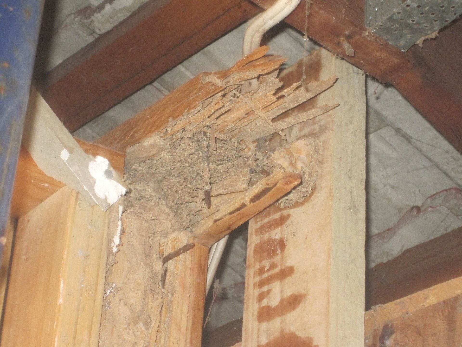 termite Images