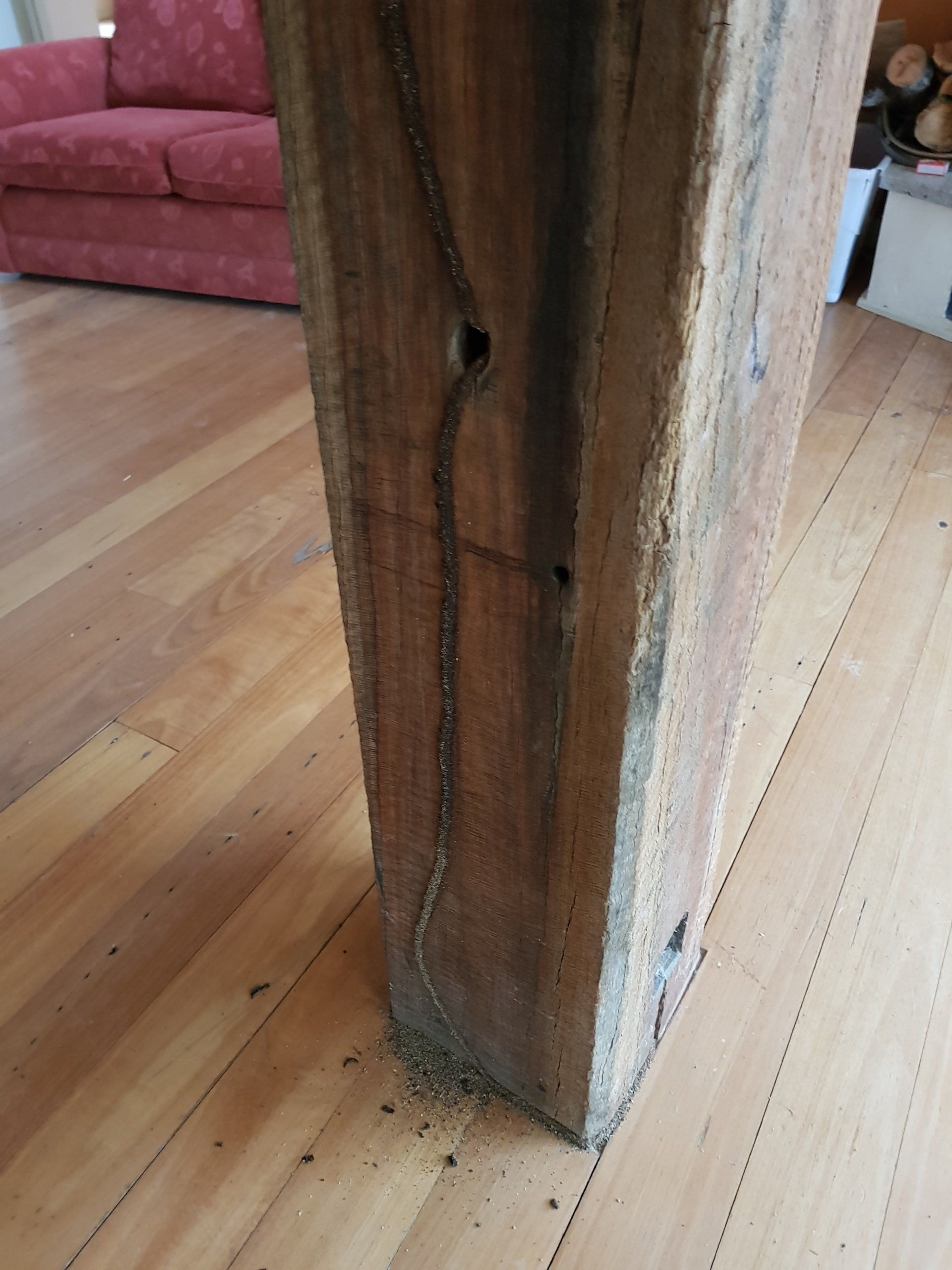 termite Images