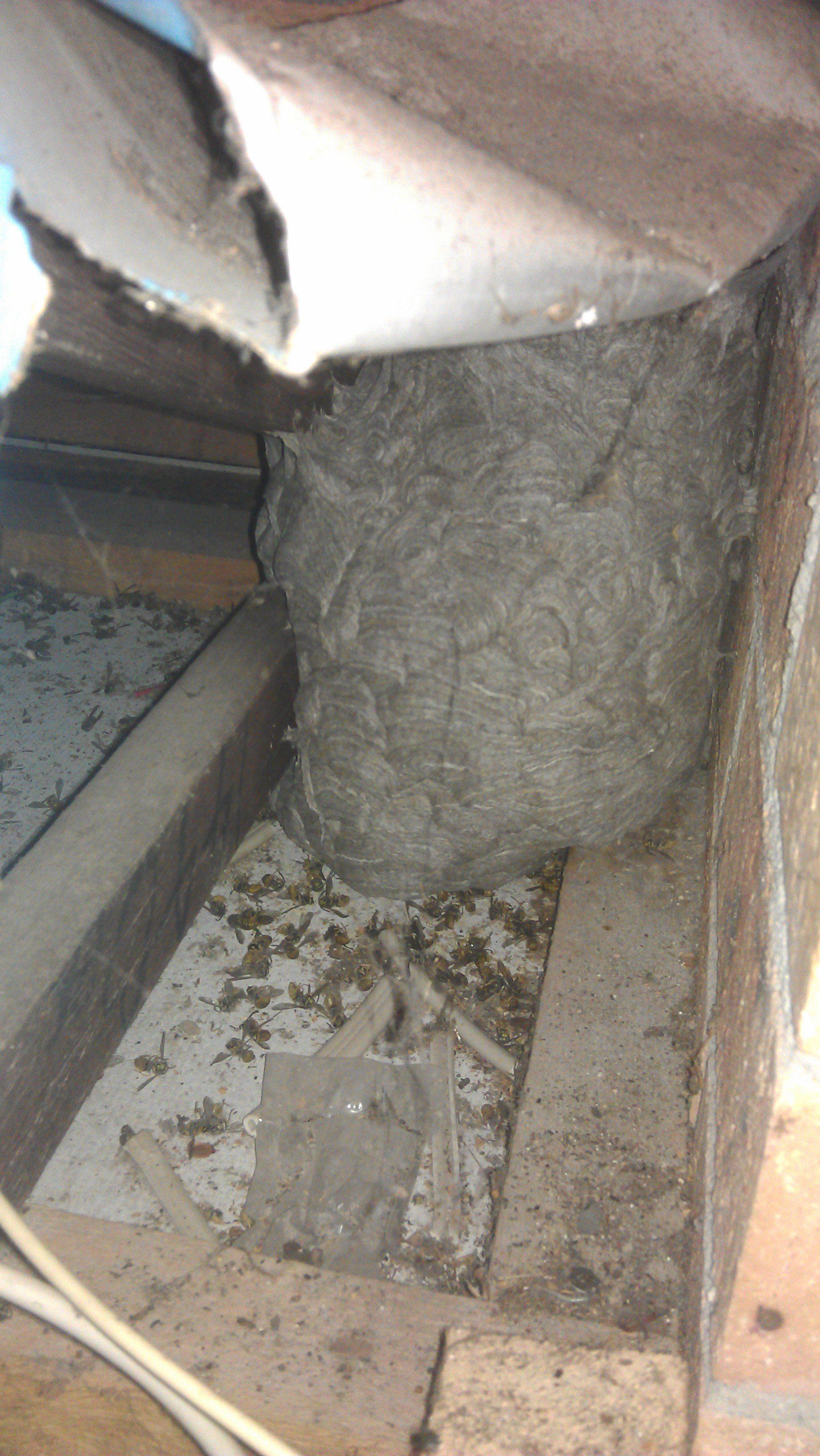European Wasp