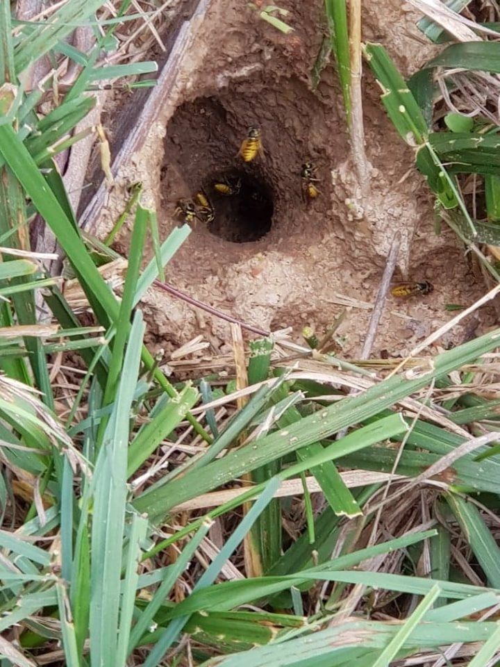 European Wasp