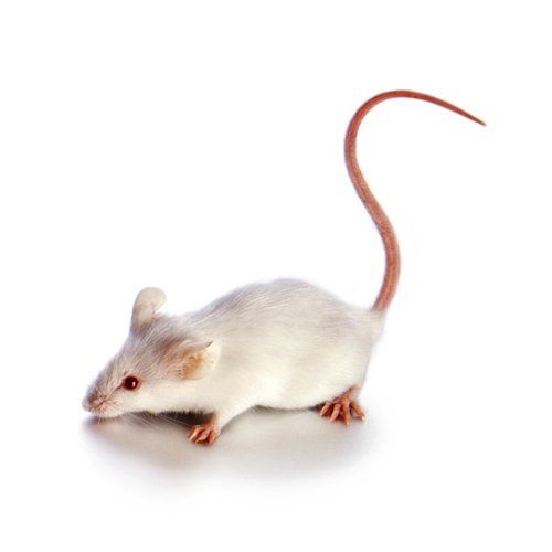 Rodent Image