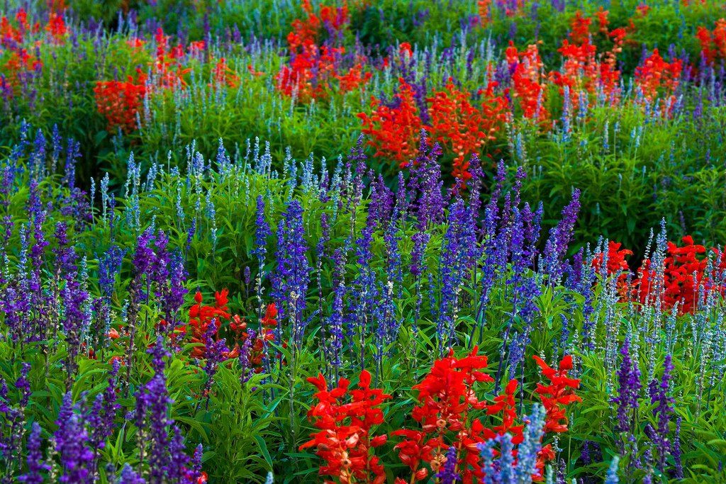Salvija - Salvia
