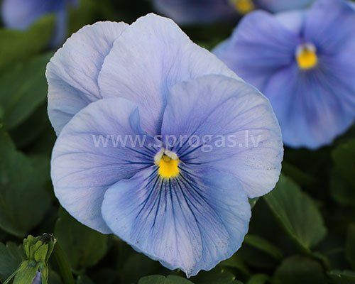Azure