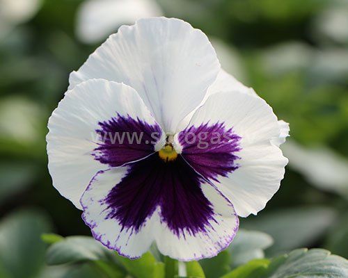 White with Blotch