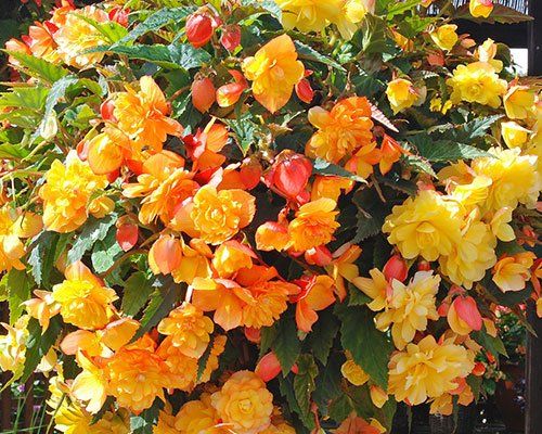‘Illumination Apricot’