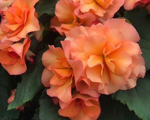 Begonia elatior 'Sunpleasure'- Dižā begonija
