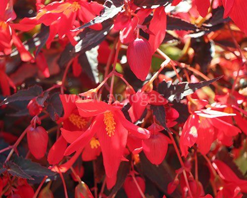 Belavista Dark Leaf Red